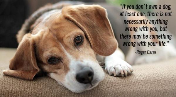 Dog Quotes, Captions, Messages & Sayings