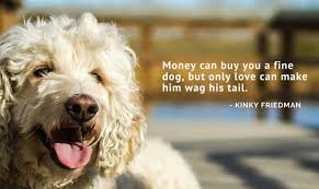 Dog Quotes, Captions, Messages & Sayings