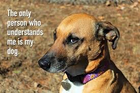 Dog Quotes, Captions, Messages & Sayings